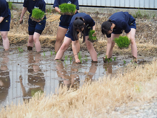 田植え（食１）